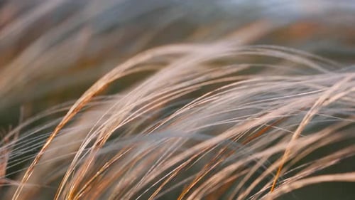 Federgras Lat Stipa in der Frühlingssteppe, weich, verträumt, weiße Grasfeder, die sich im Wind bewegt, mit