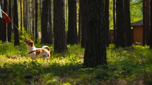 Green summer forest and a happy jack russell on a leash with its owner