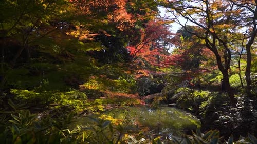 Stunning cinematic footage inside dense forest with beautiful autumn colors