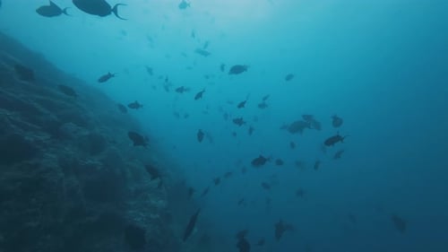 Underwater scene with a school of tropical fish swimming in blue ocean water.