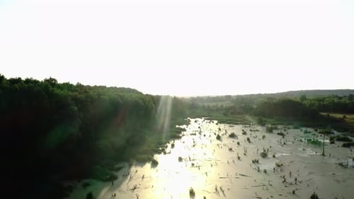 Overgrown Green Pond