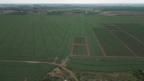 Natural Landscape View From the Height Green Fields of Rapeseed in the Countryside Rural Roads
