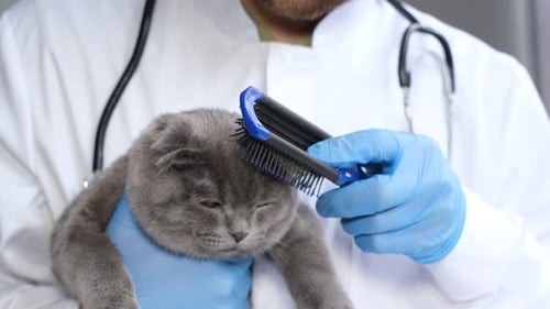 A Gray Kitten in a Veterinary Clinic