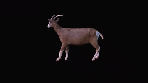 Brown Goat Walking and Grazing Animation Alpha Channel