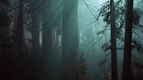 Majestic Sequoia Forest Towering Trees in Abundance
