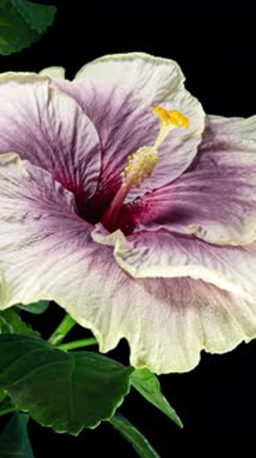 Hibiscus Flower Blooming Time Lapse on Black