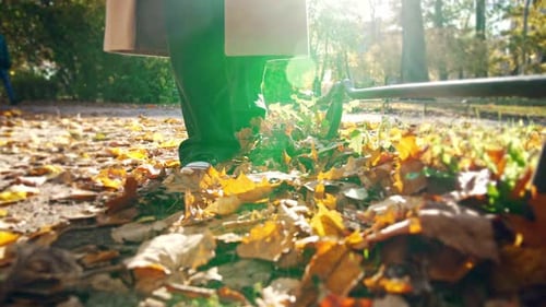 Closeup Walking Legs of Woman in Sneakers Over Autumn Fallen Leaves in Park