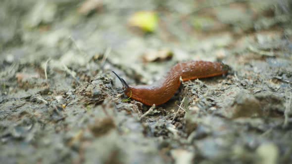 shot of a slug slowly moving along on a dirt path., Nature Stock ...