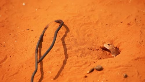 Lizard in Sand Hole/Reptile in Desert Environment/Lizard Home in Desert/Reptile Closeup/Macro of ...