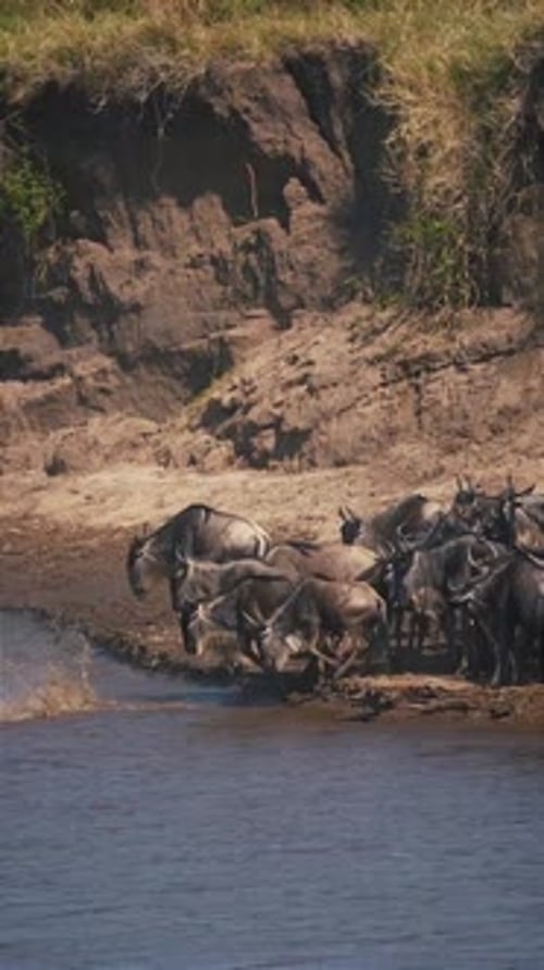 Wildebeest Crossing the River During the Great Migration