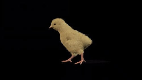 Chick Walk
