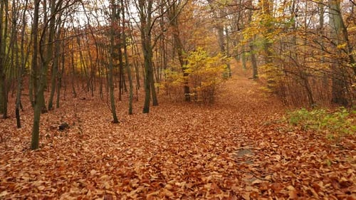 Autumn Fall Park Forest Landscape