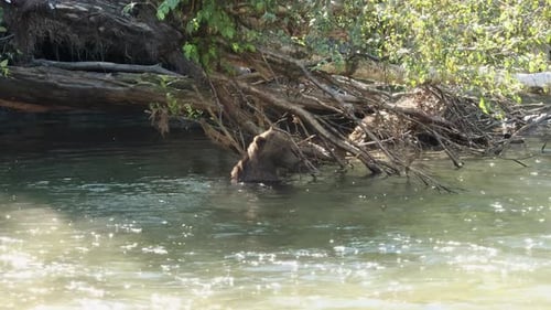 Grizzly bear looks for river salmon hiding among limbs of fallen tree
