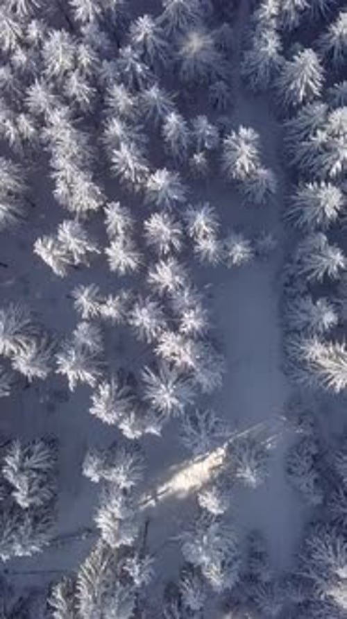Aerial View of a Snowy Winter Forest