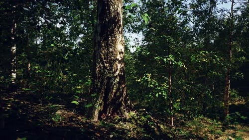 A Majestic Birch Tree Standing Tall in the Heart of a Serene Forest