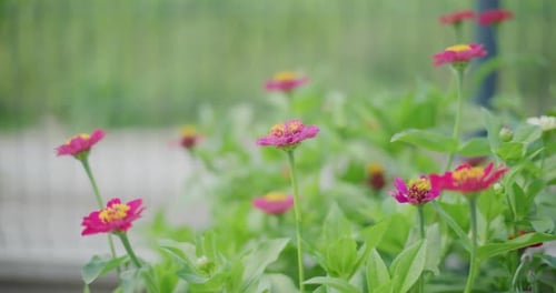 Fresh Blooming Flowers in Garden