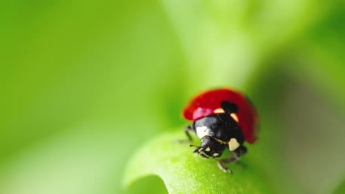 Ladybug Walk on the Leaf of the Garden