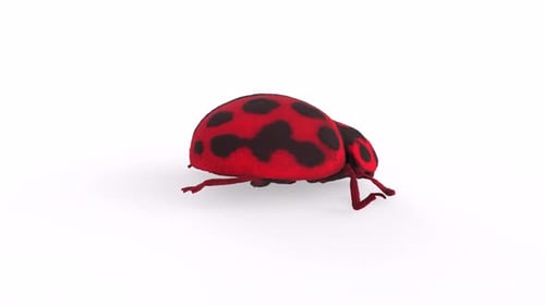 Ladybird 3d animal rotating loop