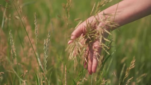 Hand Touching Barley in Summer Field Closeup View