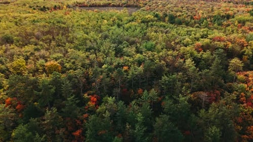 Aerial View of a Vibrant and Colorful Autumn Forest Landscape Capturing Natures Beauty