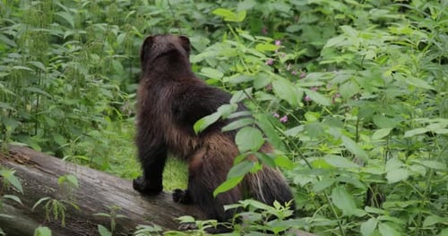 Wild wolverine in summer grass.