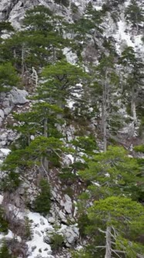 Vertical Video Aerial Magic Captivating View of Dramatic Mountains and Enchanting Forest