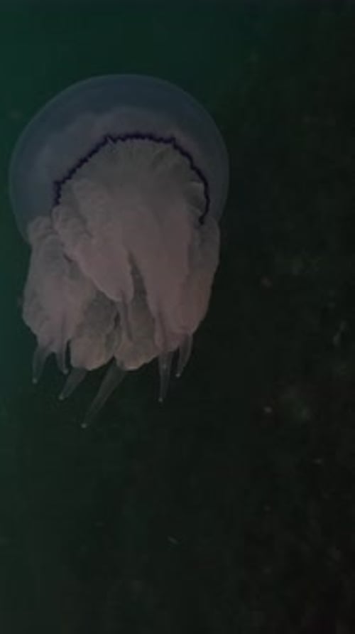 Big Jellyfish in Sunset Sea Rhizostoma Pulmo Rhizostomatidae Floating in the Water Clear Azure Water