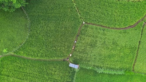 Aerial View of Rice Paddies With People Walking