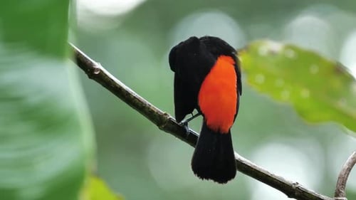 Breathtaking And Beautiful View Of Cherrie's Tanager