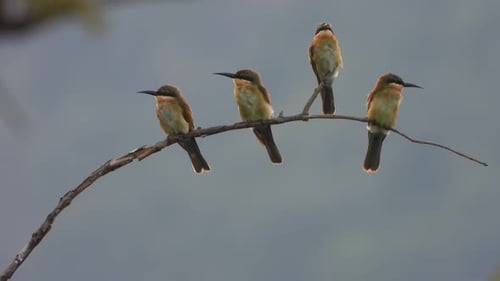 Bee-Eaters in tree waiting for pry.