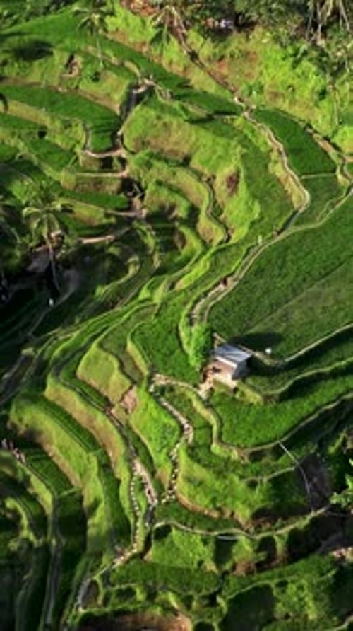 Lush Green Rice Terraces from Above in Asia