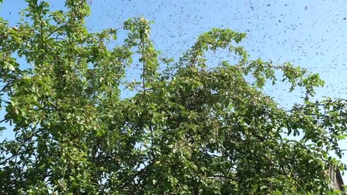 Tree with Swarm of Insects Against a Blue Sky