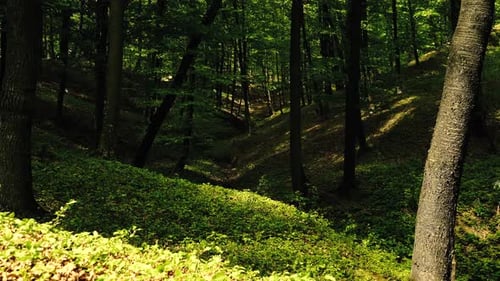 4k footage of sun shining through green forest in the spring time.