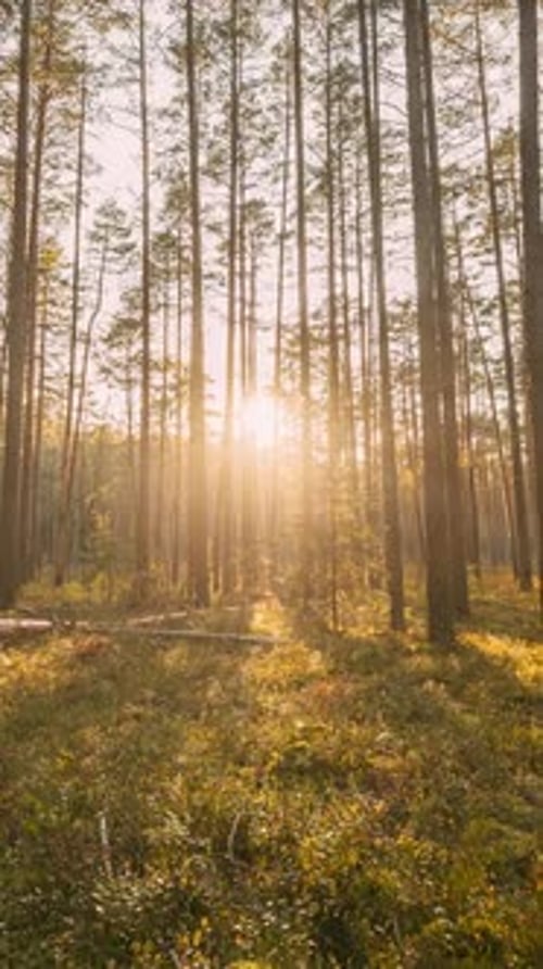 Forest Time Lapse Timelapse Beautiful