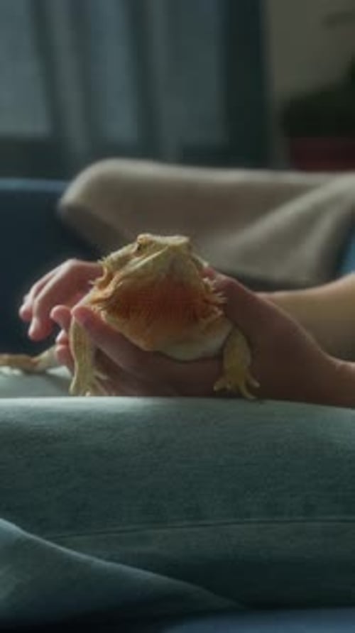 Mains d'un propriétaire d'animal exotique caressant un agama barbu rouge sur un canapé