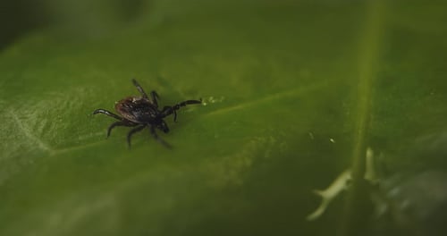 Tick Crawling on a Green Leaf