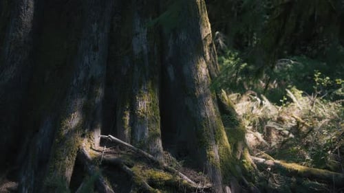 Sun beams reaching the trunk of old Douglas Fir tree in a dense rainforest.
