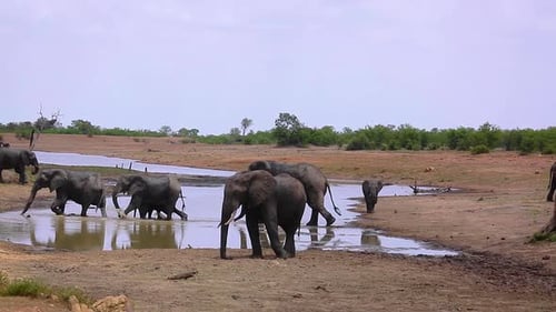 African bush elephant in Kruger National park, South Africa
