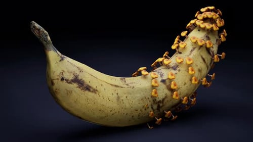 Rotten Banana with Growing Mushrooms Animation