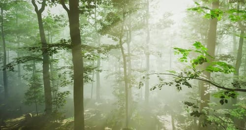 Sunlight Filters Through Trees in a Misty Forest at Dawn