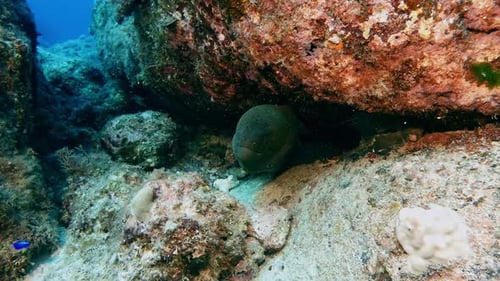Moray Eel Relaxing on Coral Reef