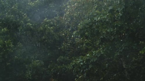 Strong Storm Wind with a Downpour Bends Tree Branches in the Park