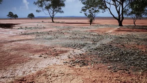 Arid Desert Landscape with Sparse Trees Slow Motion
