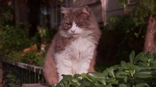 Beautiful Gray and White Street Cat Lounging Lazily in the Sun