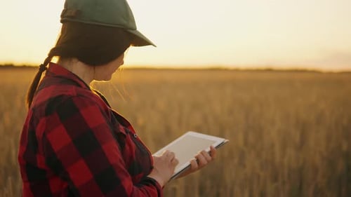 Farmeragronomist Woman Walks Through a Wheat Field with a Tablet at Sunset