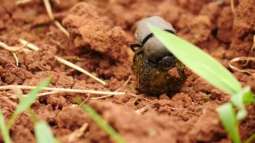 Slow motion Dung beetle close up prepares a small ball of dung and starts to roll it away over uneve