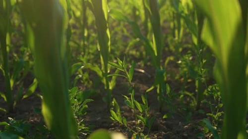 Corn Leaves in Sun at Sunset Farm of Maize Plants Close Up