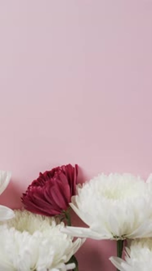 Close-up of Red and White Chrysanthemums on Pink
