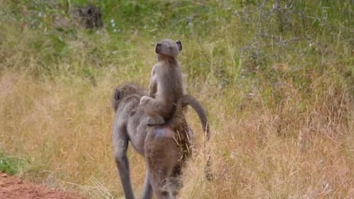 Pavian mit Baby auf dem Rücken geht die unbefestigte Straße im Kruger Park entlang