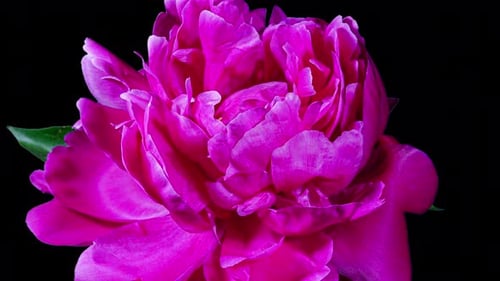Beautiful Pink Peony Flower Blooming in Timelapse Close up on a Black Background. Tender Lilac Bloss